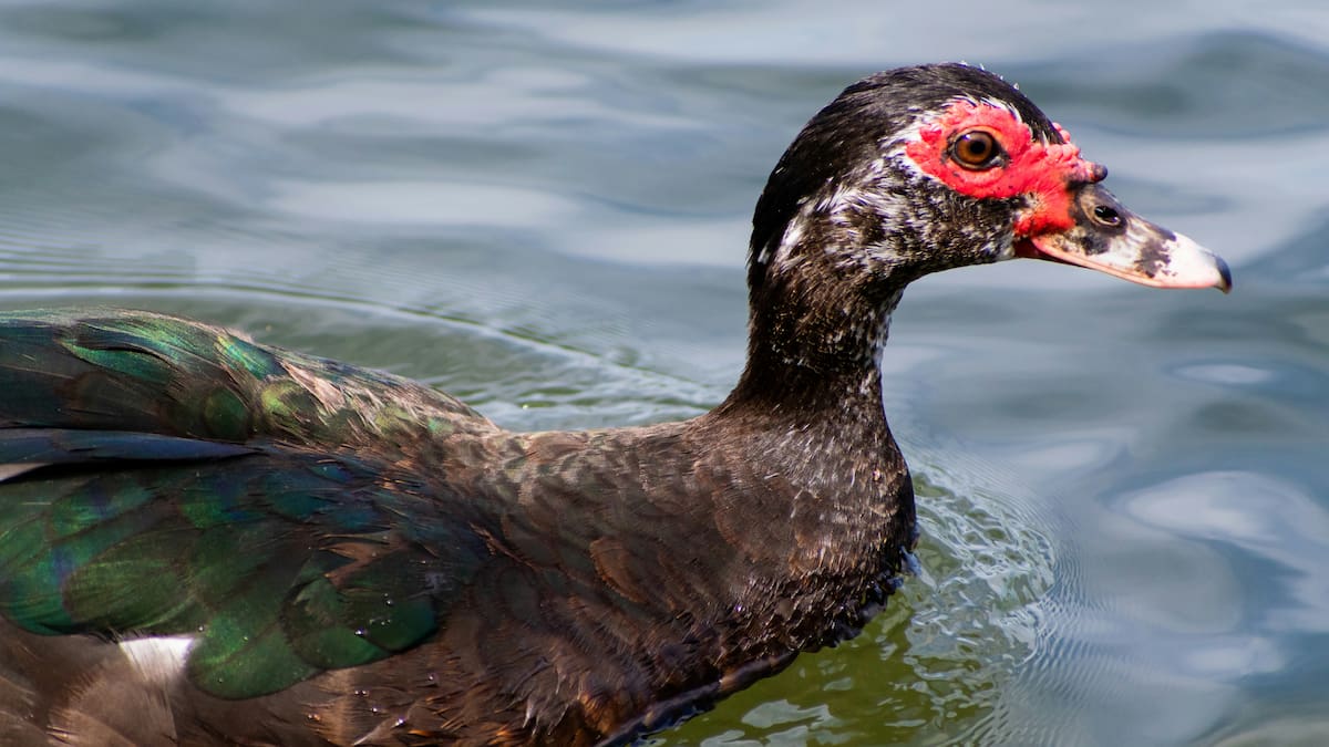 Cairina moschata, ave conocida como "pato criollo".