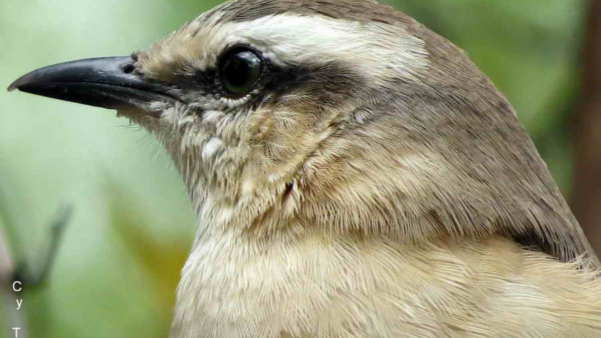 Pocos lo conocen: el increíble pájaro que puede imitar cantos, alarmas y hasta ruidos urbanos