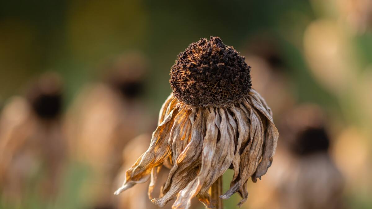 Calentamiento global. Foto: Unsplash