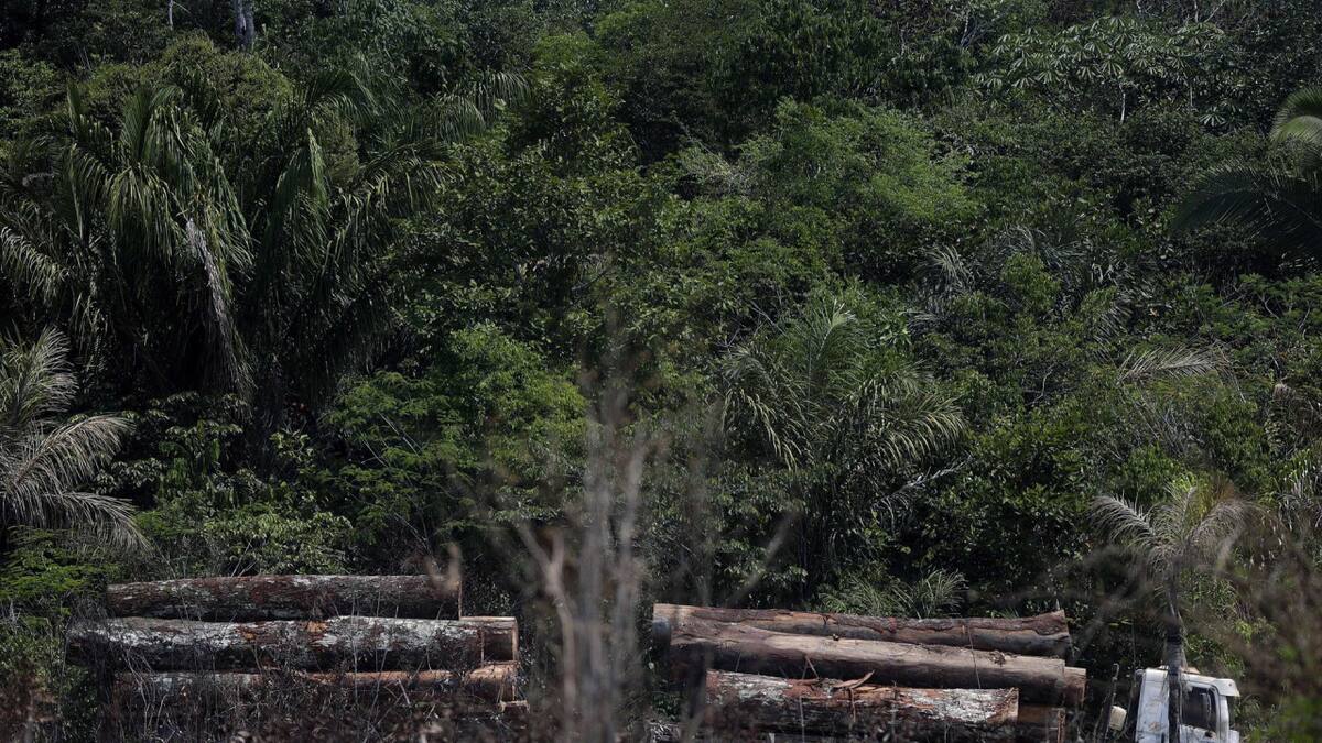 Camión que transporta madera obtenida ilegalmente en la selva amazónica. Foto: EFE.
