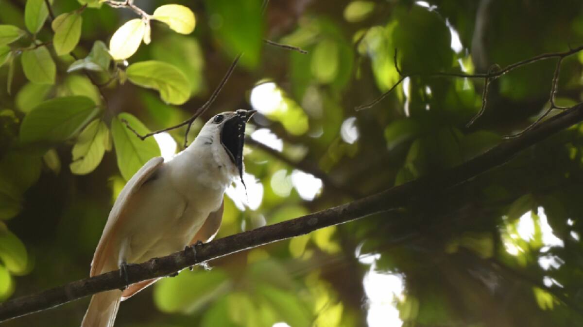 Campanero blanco. Foto: ebird.org
