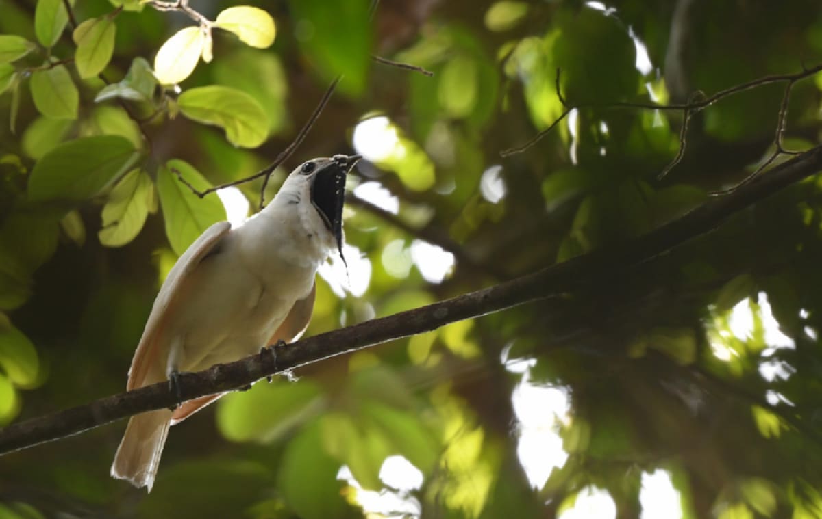 Campanero blanco. Foto: ebird.org
