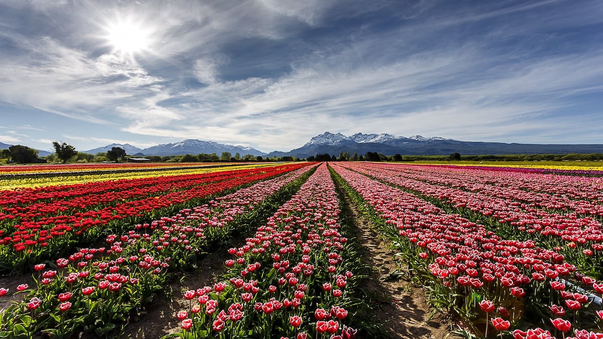 El Campo de Tulipanes de Trevelin ya tiene fecha de apertura 2026: cómo llegar y cuánto salen las entradas