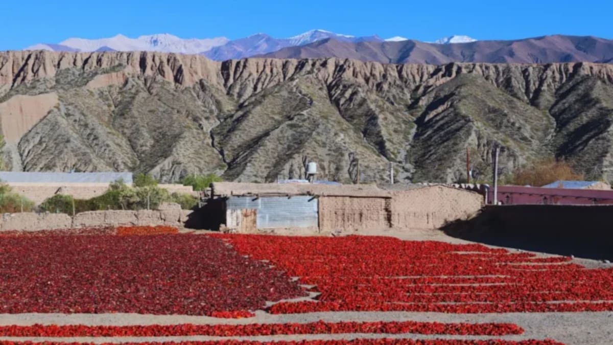 Campos rojos en Salta: el fenómeno otoñal que transforma los Valles Calchaquíes