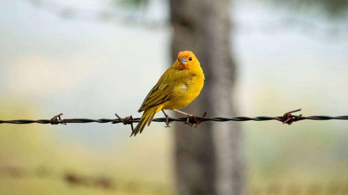 Canario. Fuente: Unsplash