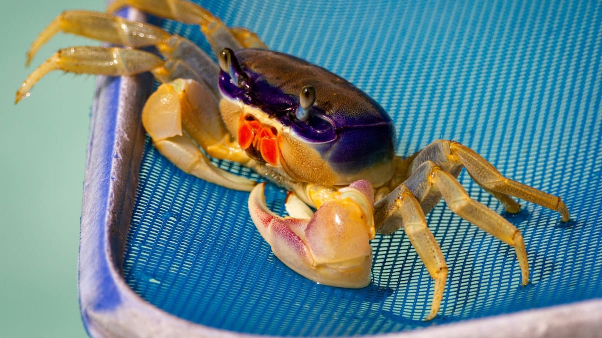 Alerta por la aparición de ejemplares de cangrejo azul. Foto Unsplash