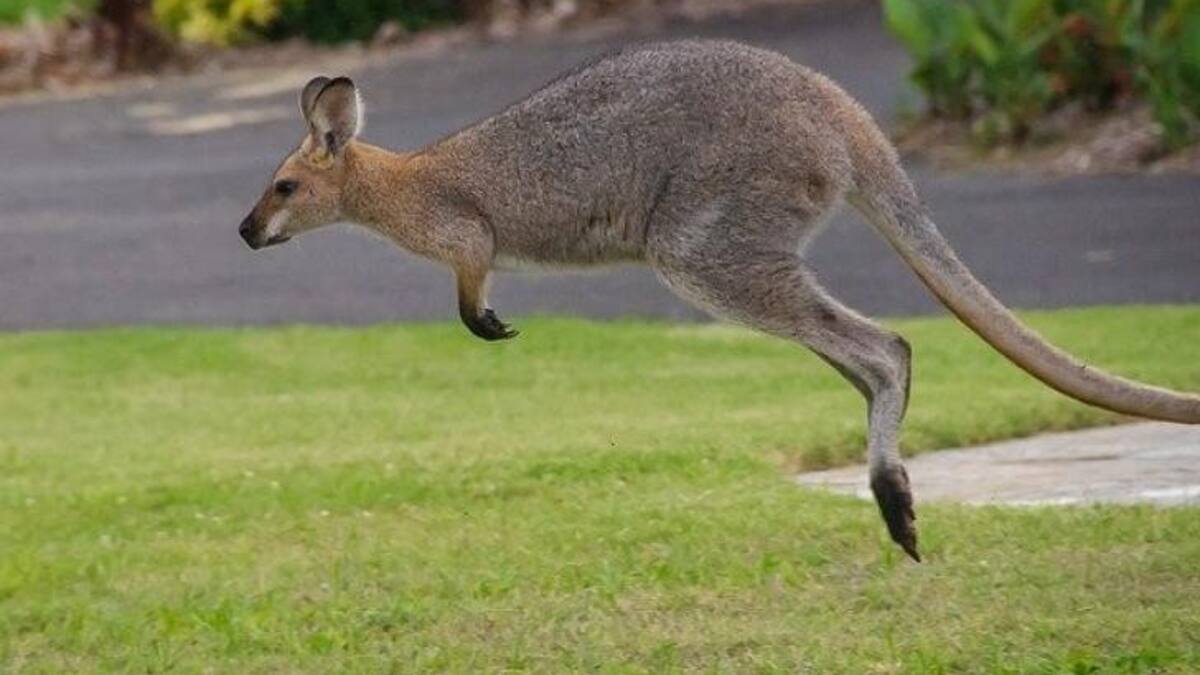 Canguro, Australia, animales, coronavirus, cuarentena
