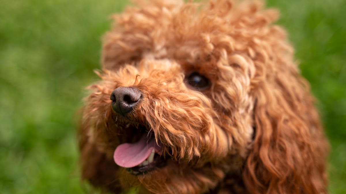 Los veterinarios coinciden sobre el caniche: “Es muy cariñoso, juguetón e inteligente, pero cuidado con malcriarlo porque puede volverse posesivo o desarrollar ansiedad”