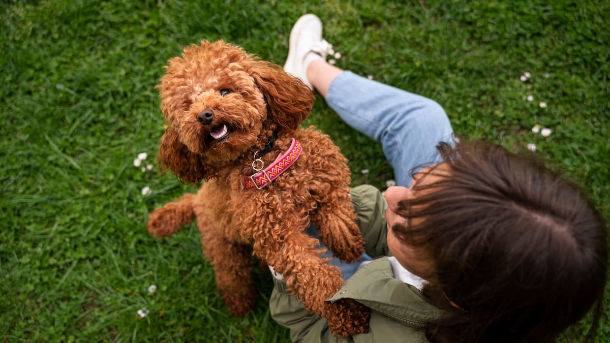 Por qué los perros nos hacen parte de su "manada".