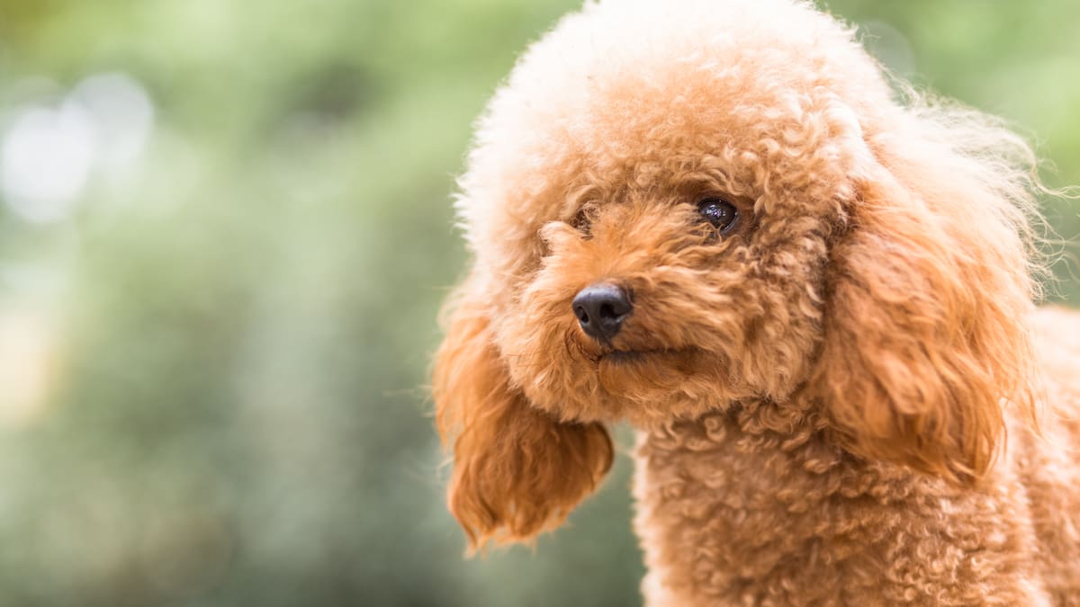 Los veterinarios coinciden sobre el caniche: “Cuidado con malcriarlo porque puede volverse posesivo o desarrollar ansiedad”