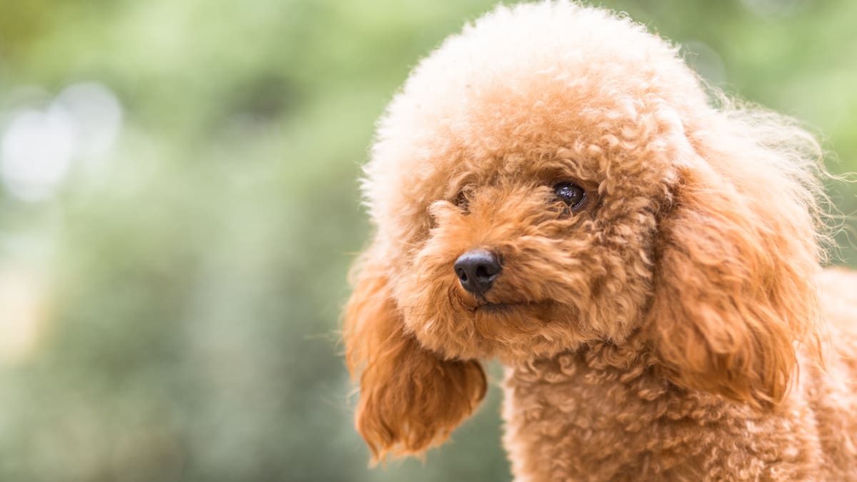 Los veterinarios coinciden sobre el caniche: “Es muy cariñoso, juguetón e inteligente, pero cuidado con malcriarlo porque puede volverse posesivo o desarrollar ansiedad”