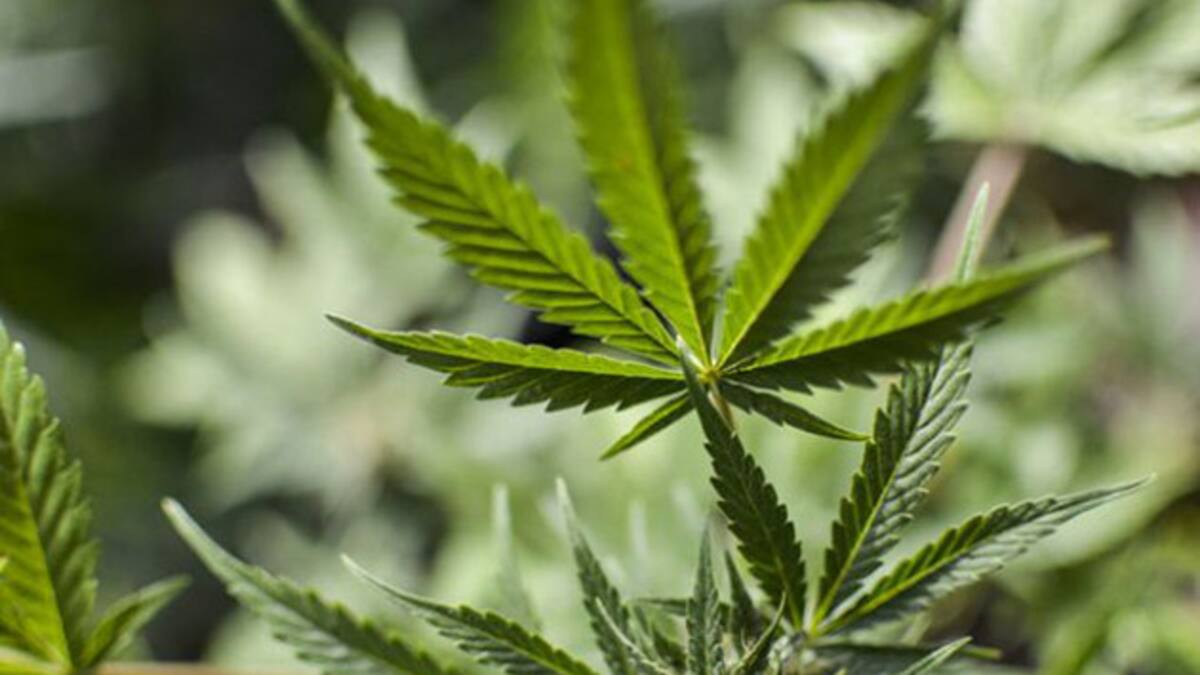 Cannabis