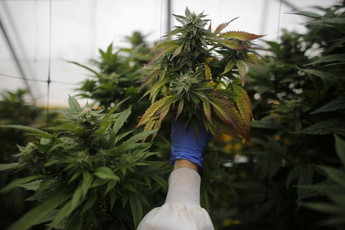 Cannabis medicinal. Foto: REUTERS