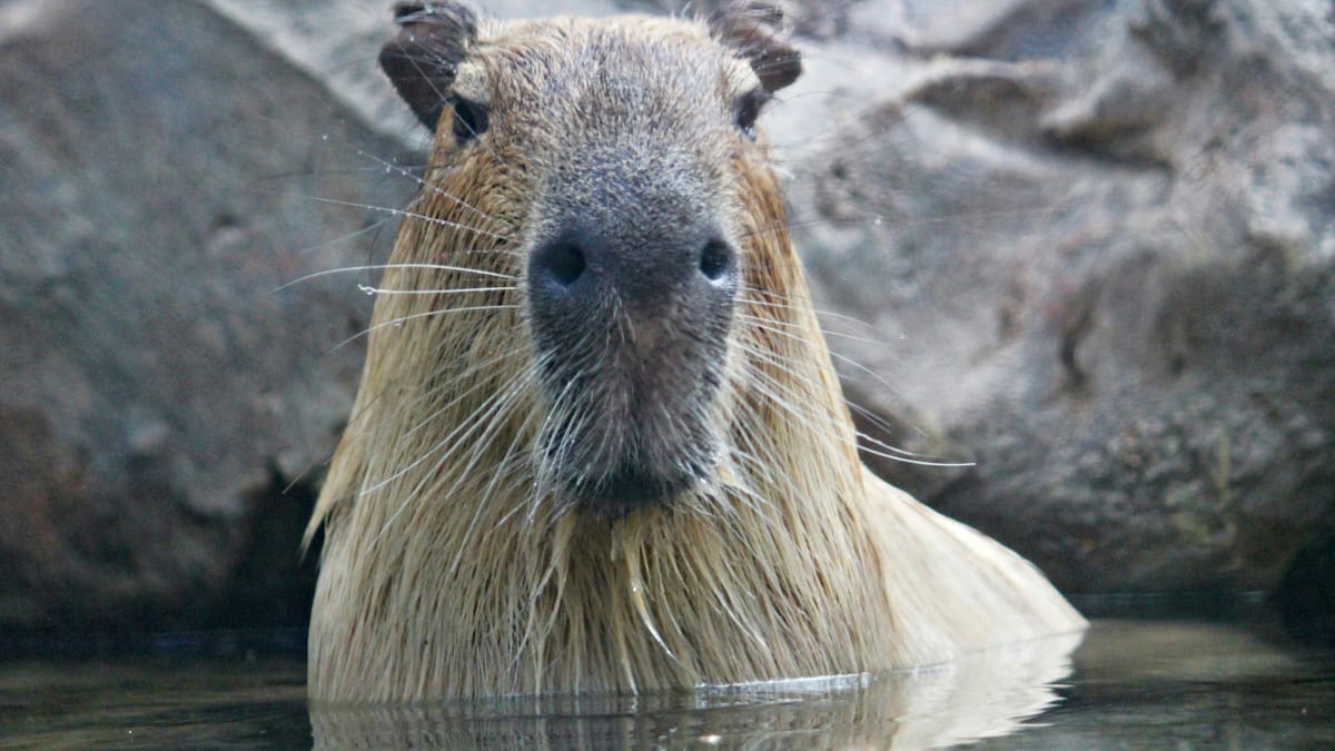 "¡Un capibara!": el cómico video viral de un niño que se confundió una rata con un carpincho en plena calle