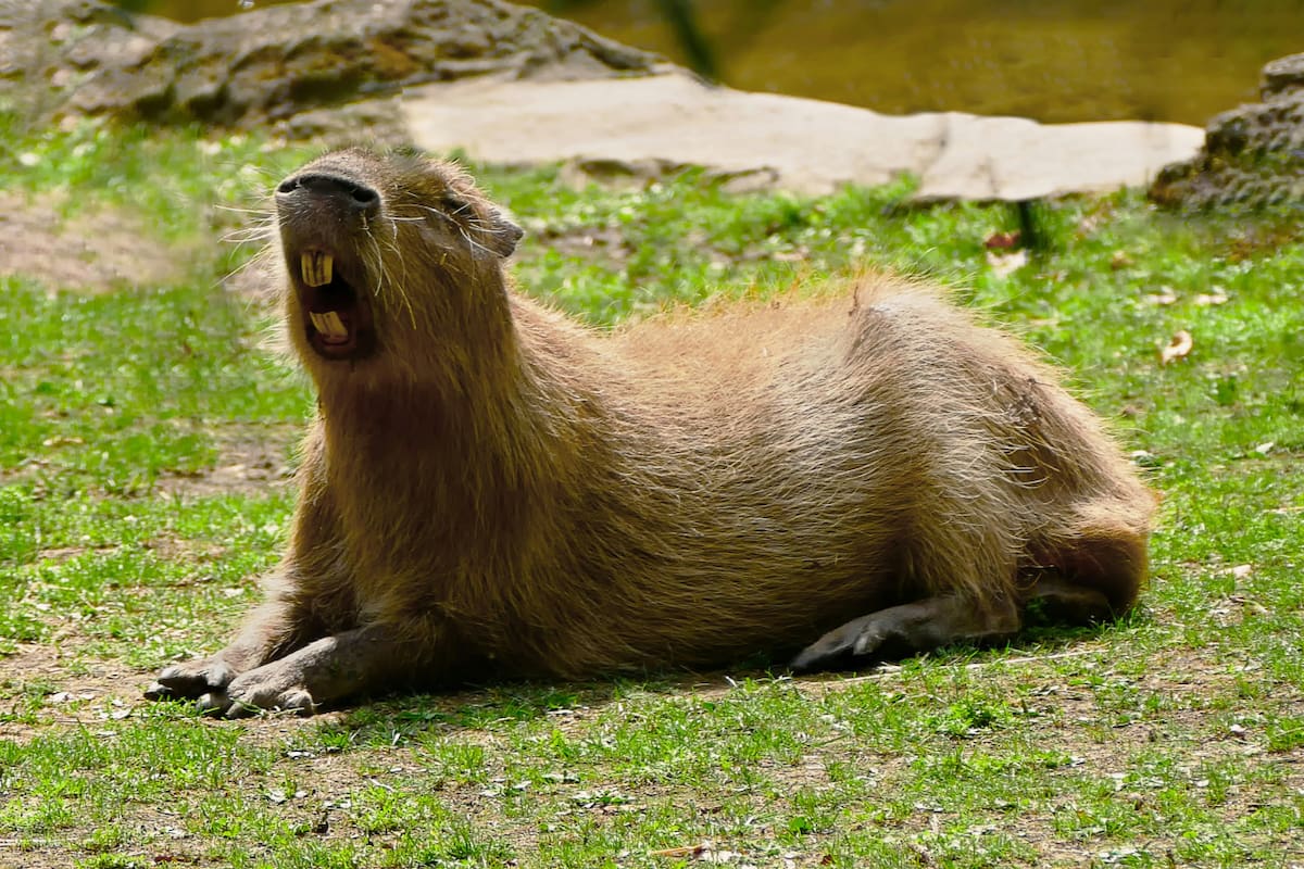 Capibara, carpincho. Foto: Unsplash.