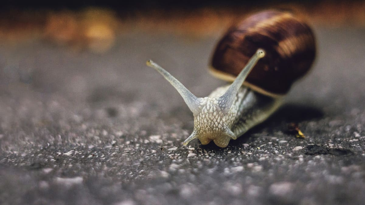 Buscan pareja para un caracol zurdo.