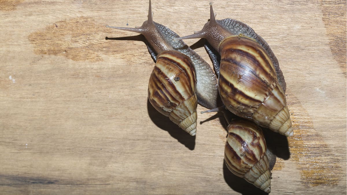 Alerta en Tucumán por la aparición del peligroso caracol gigante africano: qué se sabe del posible foco detectado