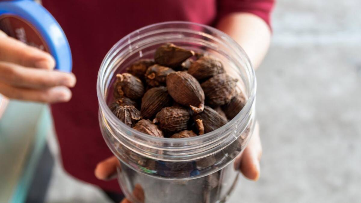 Cardamomo negro contra el cáncer de pulmón. Foto: Google