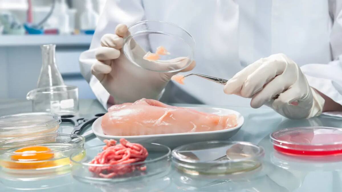 Carne de pollo cultivada en laboratorio. Foto: EFE