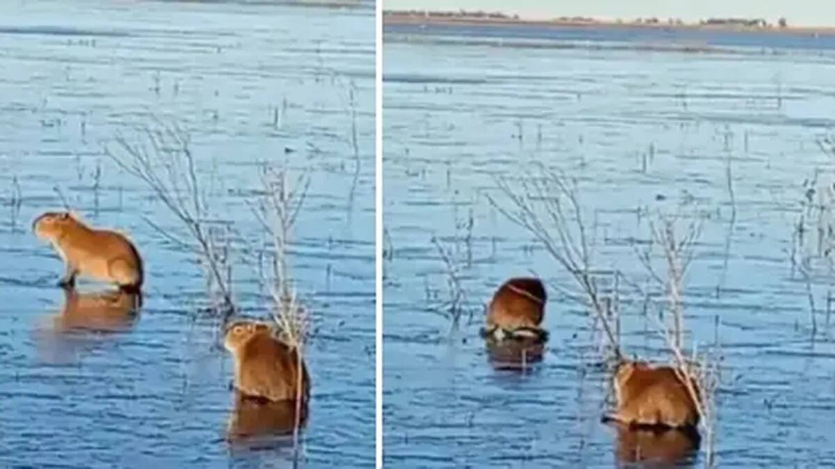 Carpinchos sobre hielo: el video viral que los muestra caminando sobre la laguna congelada en los Esteros del Iberá