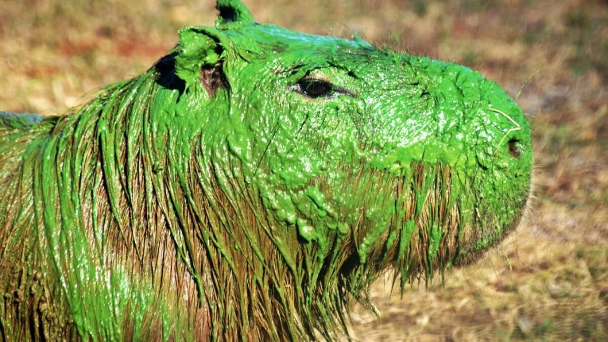 Carpinchos teñidos de verde en Entre Ríos. Foto: Instagram/juanmenoni