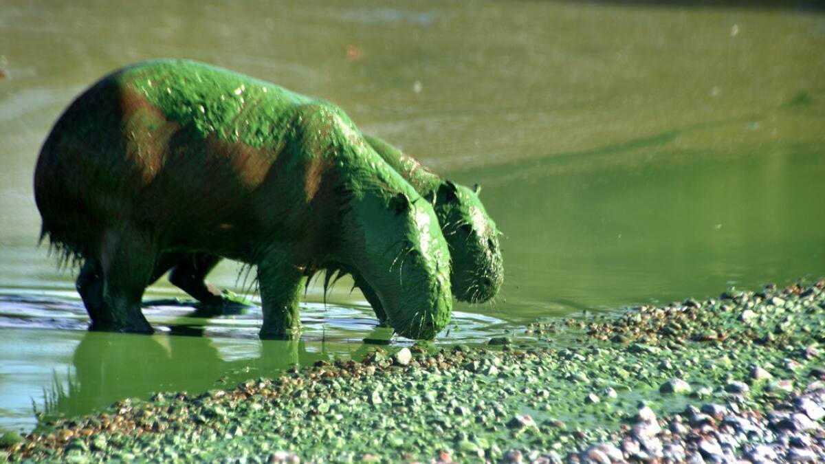 Carpinchos verdes en la zona de Entre Ríos. Foto: X @EntreRiosAhora_