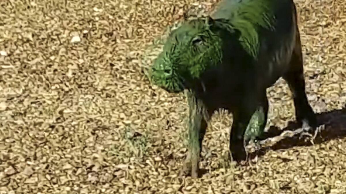 Carpinchos verdes. Foto: NA