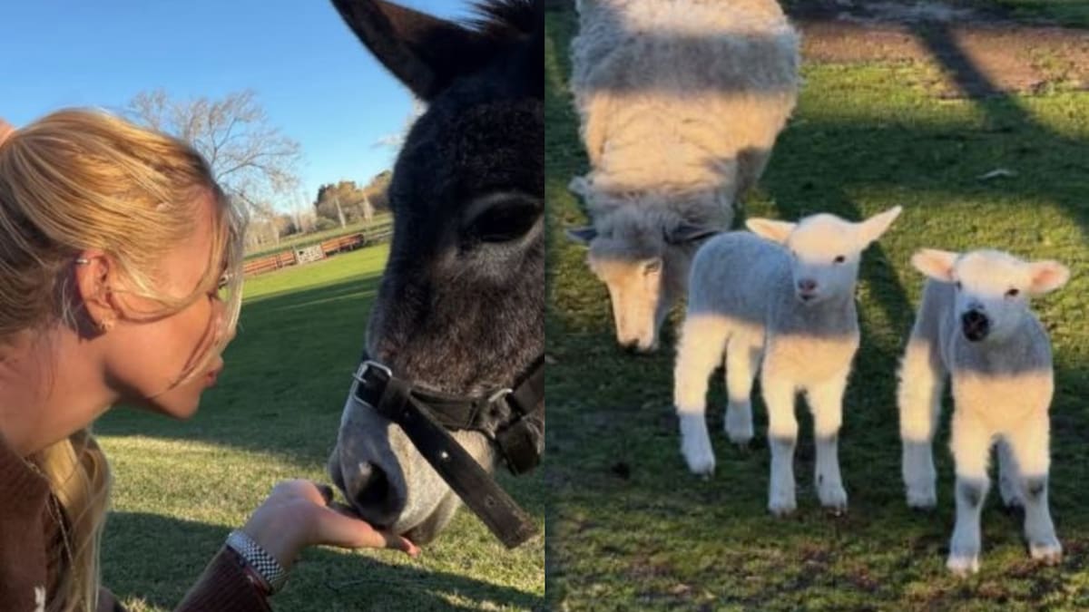 La chacra que Nicole Neumann convirtió en un refugio de animales: tiene llamas, gallinas, gansos y hasta una huerta orgánica