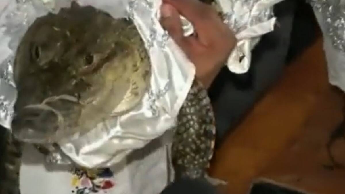 Casamiento de un alcalde mexicano y un cocodrilo. Video: Twitter.