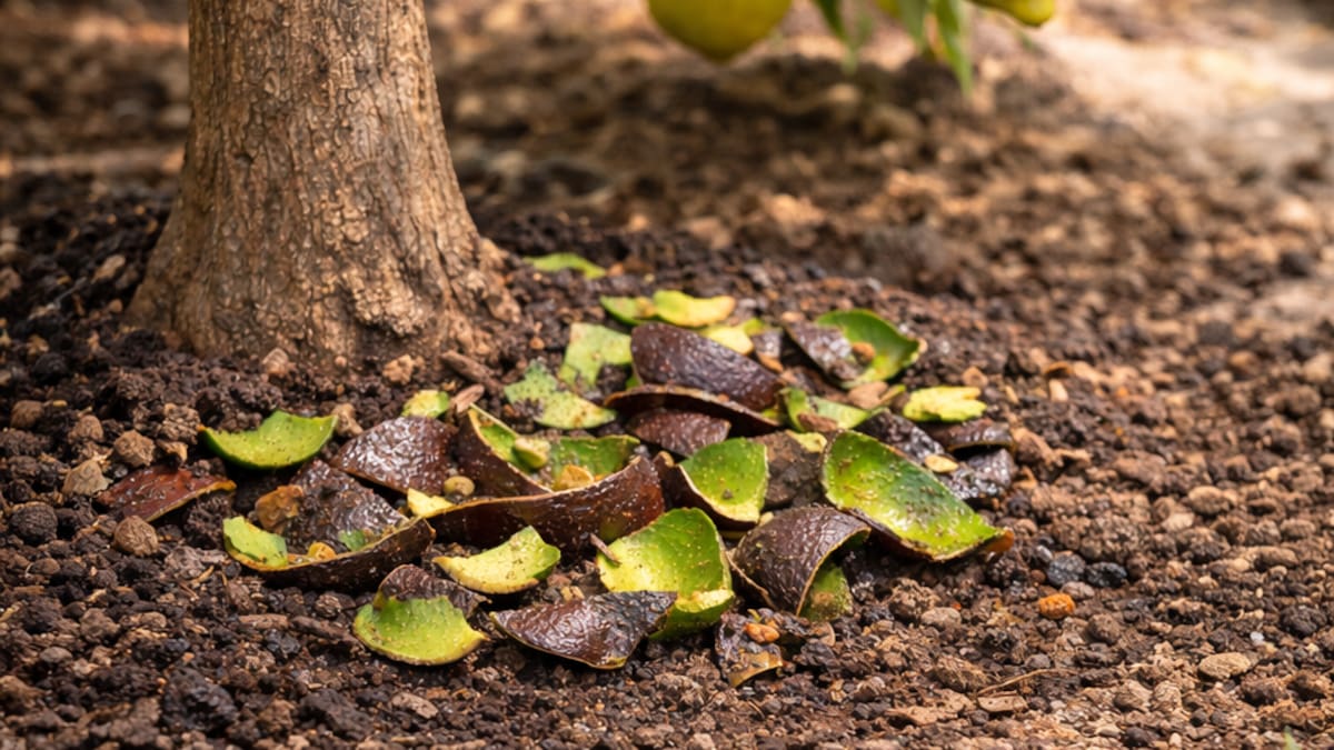 Cascaras de palta en la tierra del limonero.