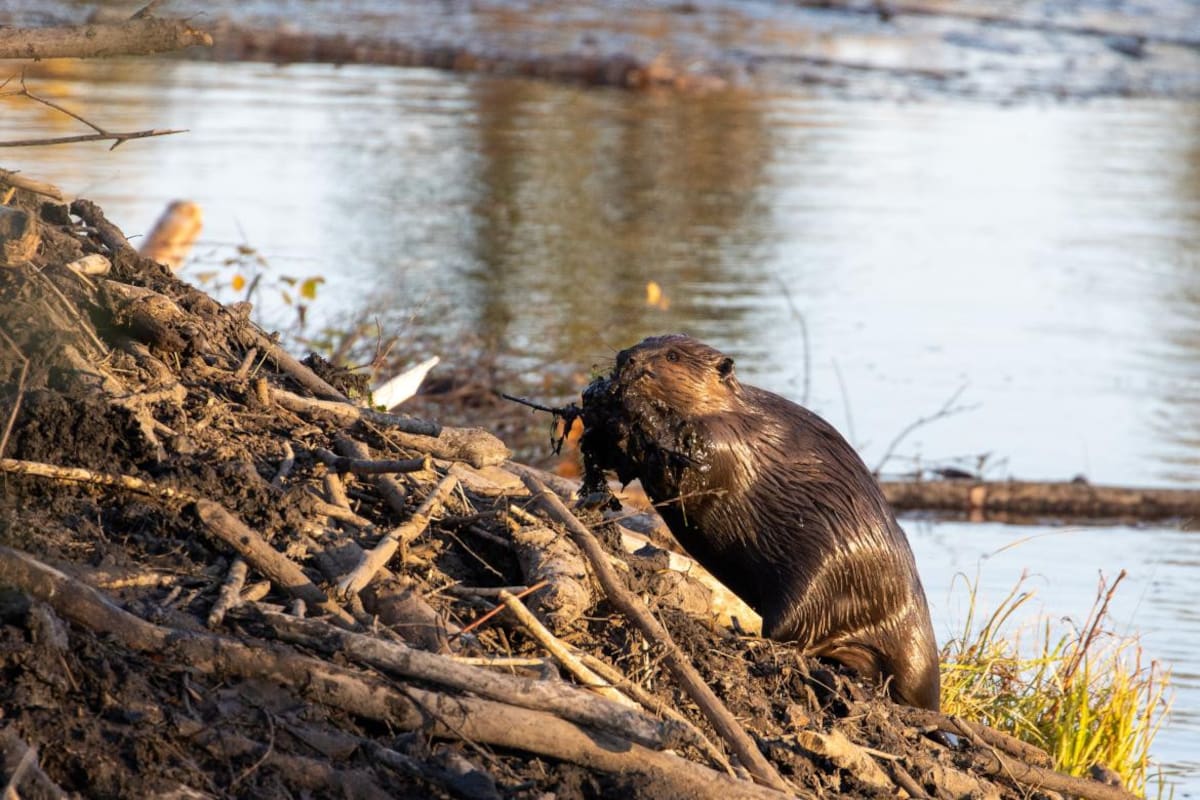 Castor a las orillas del rio. Foto: Unsplash