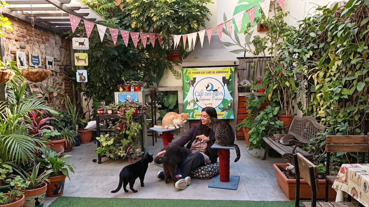 Un espacio soñado para hacer “gatoterapia”: el curioso café de Buenos Aires que es furor entre los amantes de los “michis”
