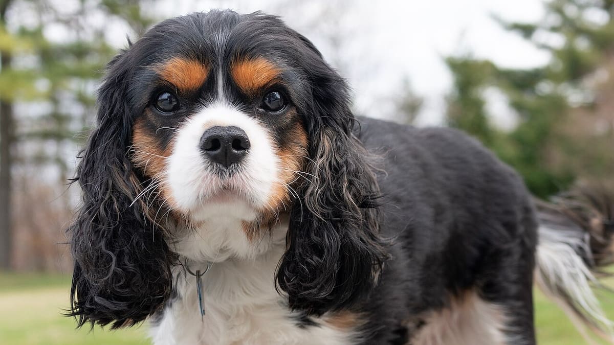 Cavalier King Charles Spaniel