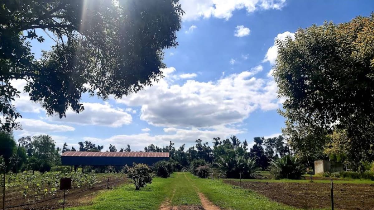 Tiene 250 habitantes, un millón de árboles y viveros de ensueño: el “pueblo jardín” de Buenos Aires que atrae turistas en primavera