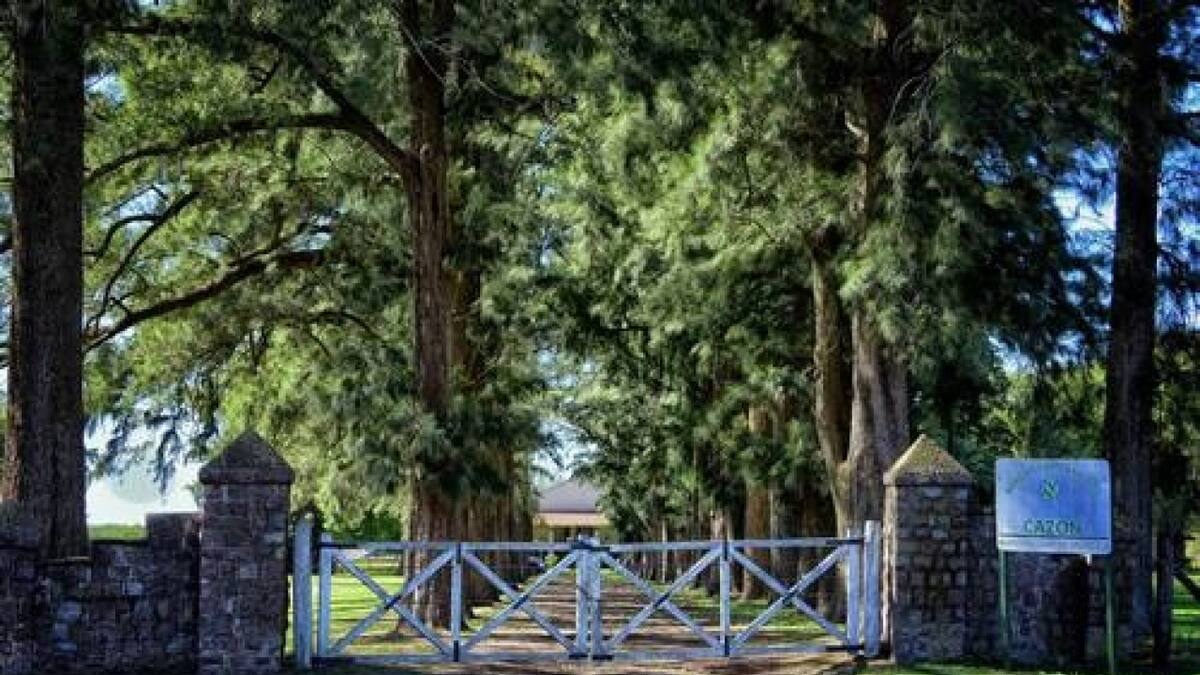 Cazón. Fuente: Turismo Saladillo