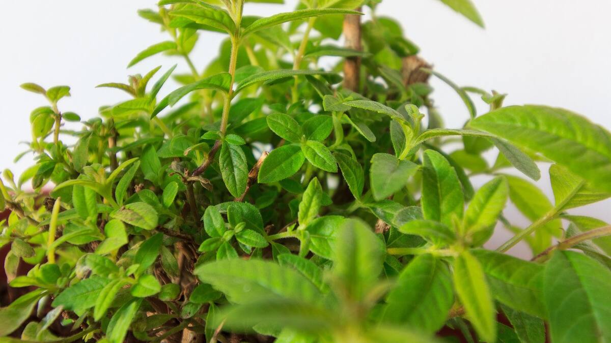 Cedrón. Foto: Pixabay.