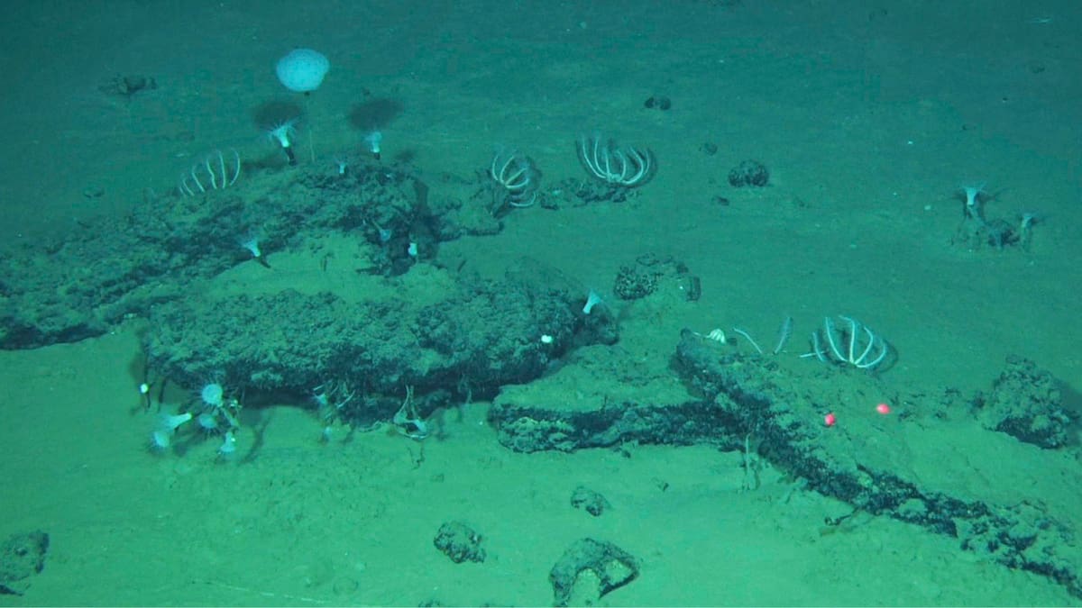 Hallazgo impactante: descubren un cementerio de ballenas con restos de casi 6 millones de años de antigüedad