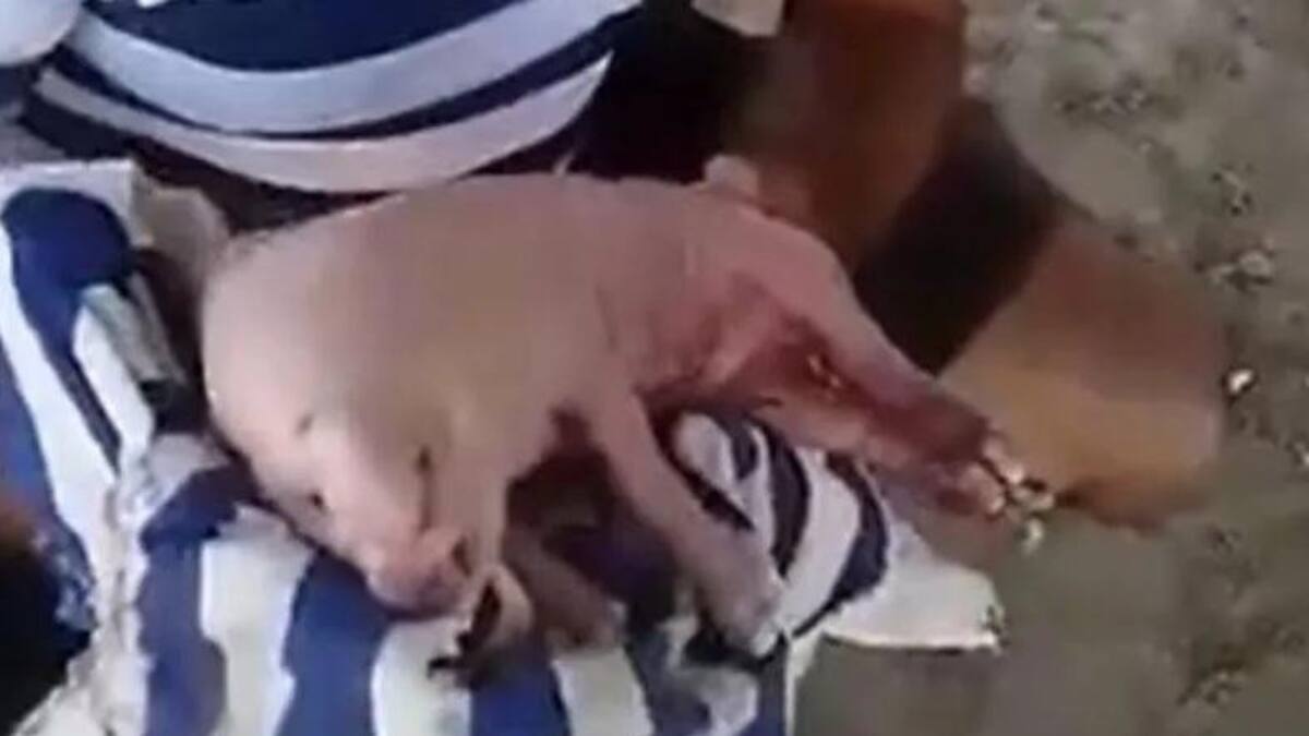 Cerdo con ojos humanos en Venezuela