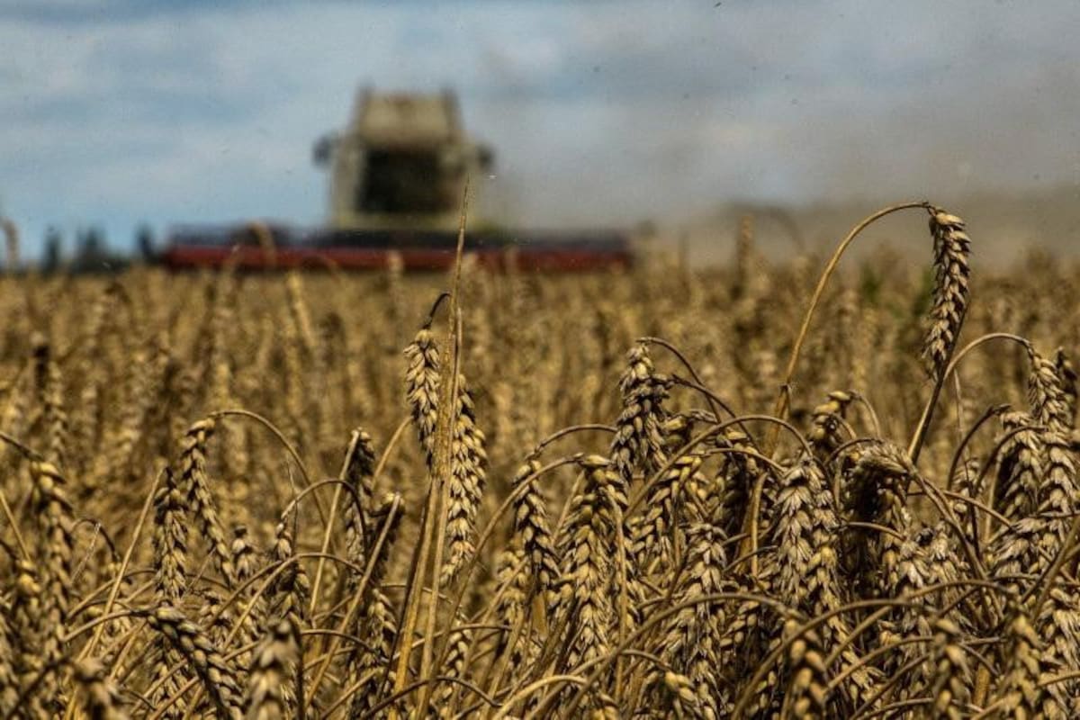 Cereales ucranianos. Foto: Reuters.