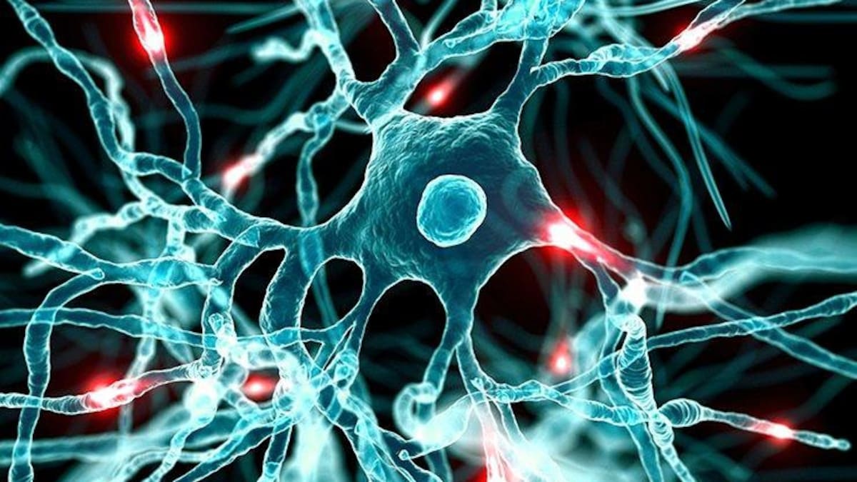 Cerebro, neuronas