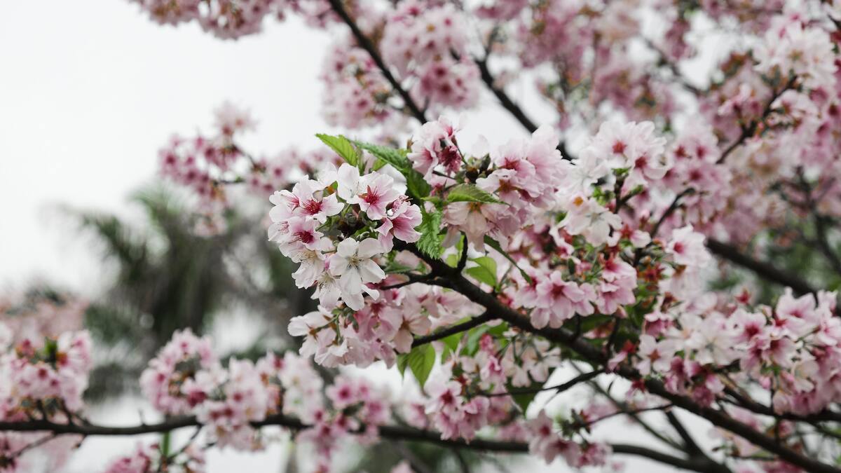 Cerezo de racimos, árbol originario de Europa y Asia.