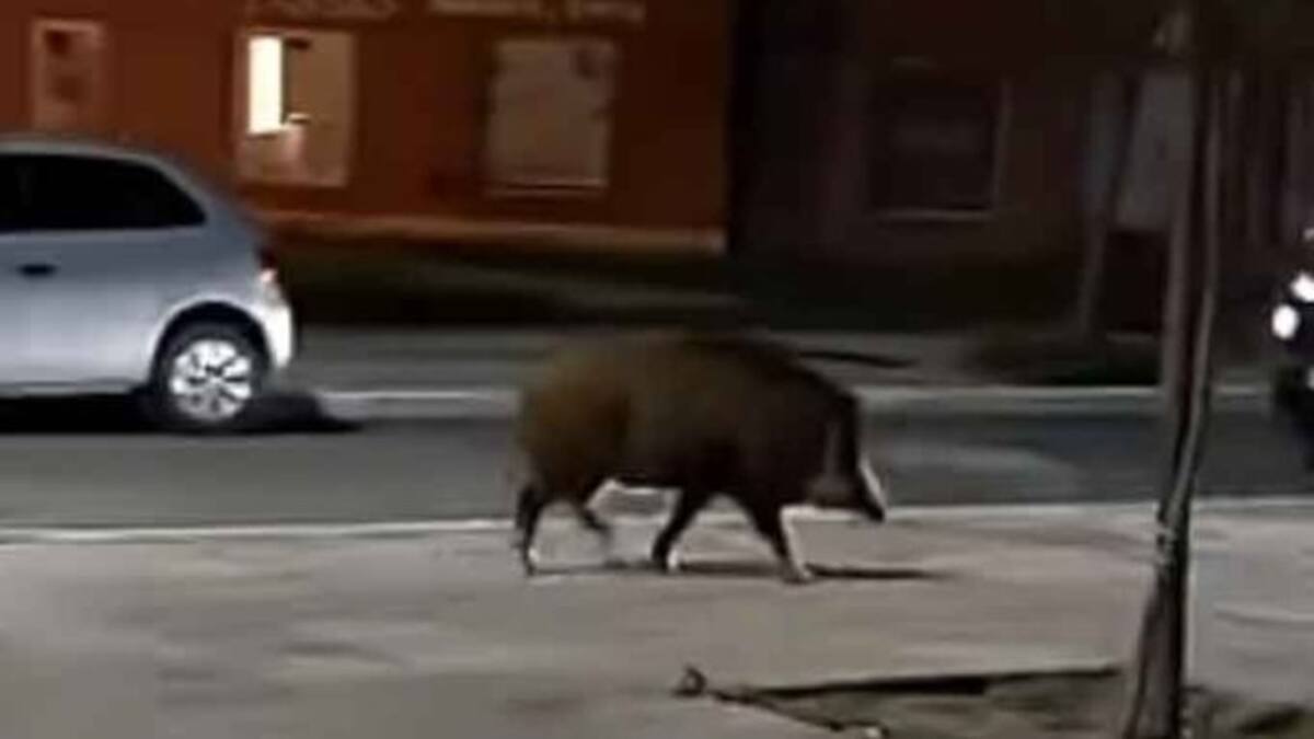 Buscan en La Pampa al Chachito-perro más querido por la comunidad.