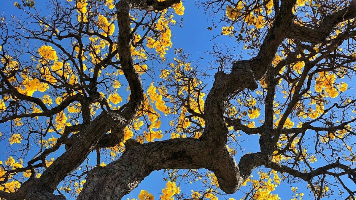 Cómo cuidar un árbol de chañar