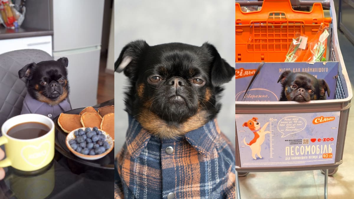 Quién es Charlie The Griffon: el perrito con cara de meme que tiene un calendario emocional para sobrellevar la semana