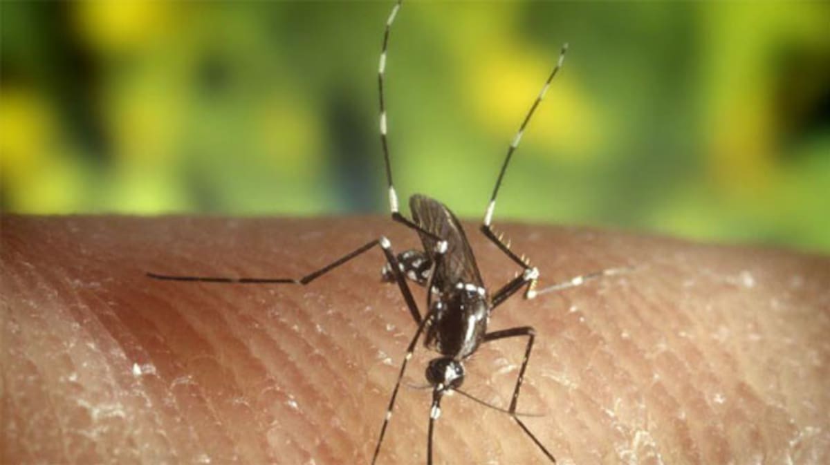 Chikunguña