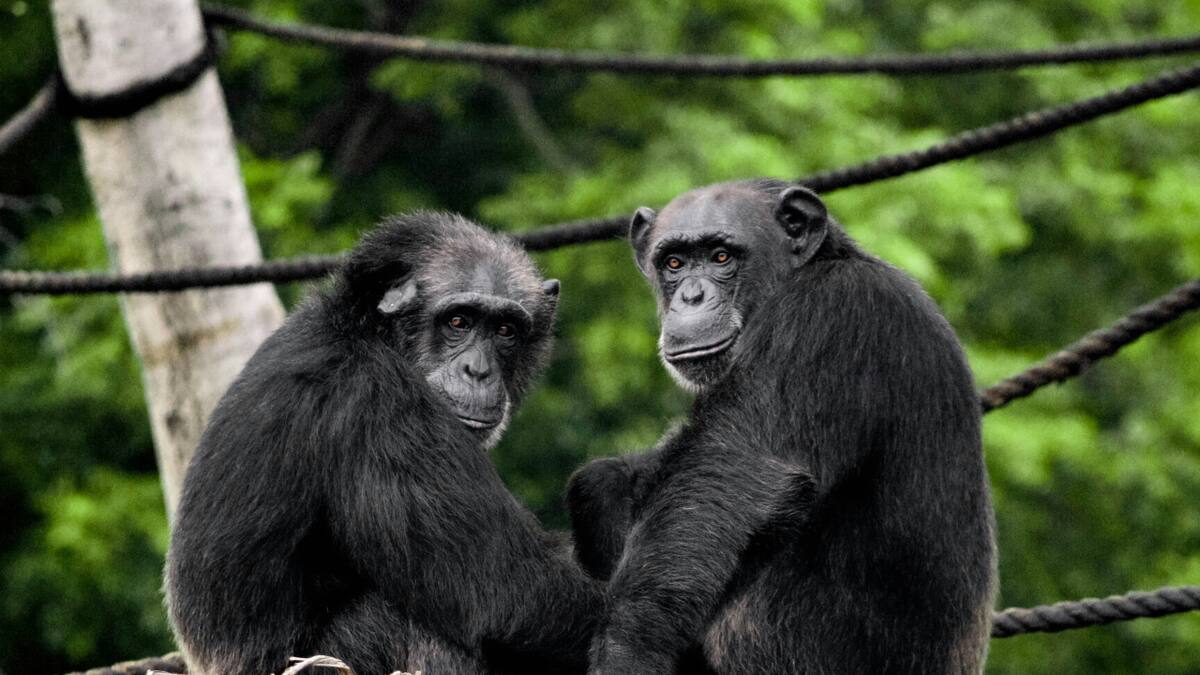 Chimpancés, animales. Foto: Unsplash