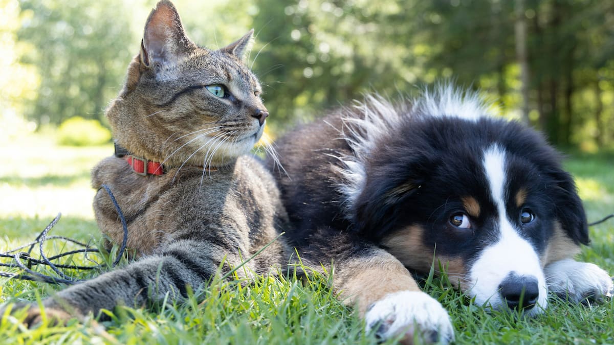 Cómo funciona PettiChat, la IA que traduce los ladridos de perros y maullidos de gatos con un 95% de precisión