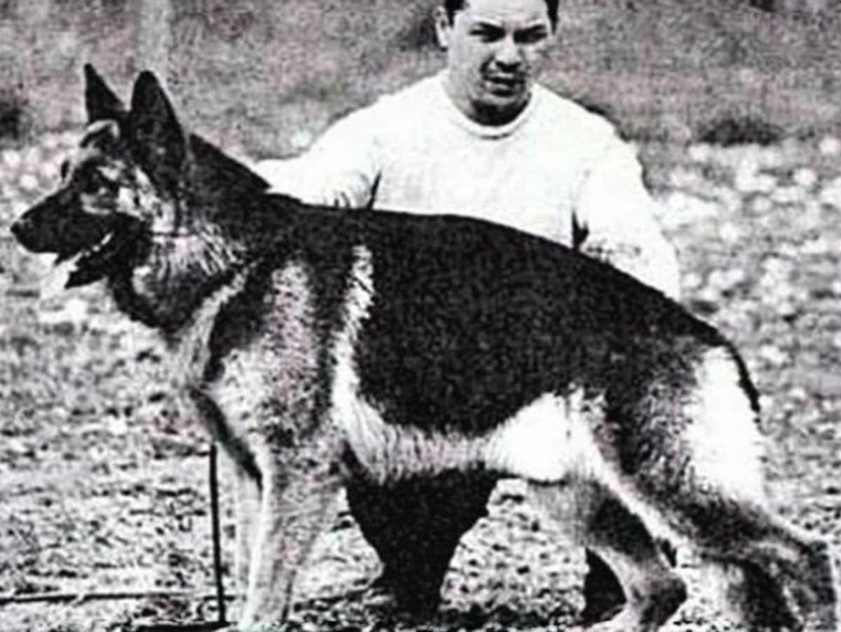 Chonino, el perro policía que murió cuando enfrentó a delincuentes. Foto: X/@MinSeguridad_Ar