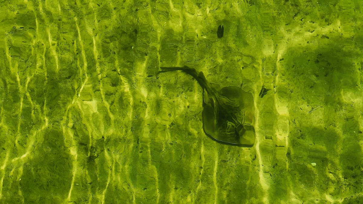 Alerta por cianobacterias tóxicas en Buenos Aires: qué son, por qué aparecen y cuáles son las localidades afectadas