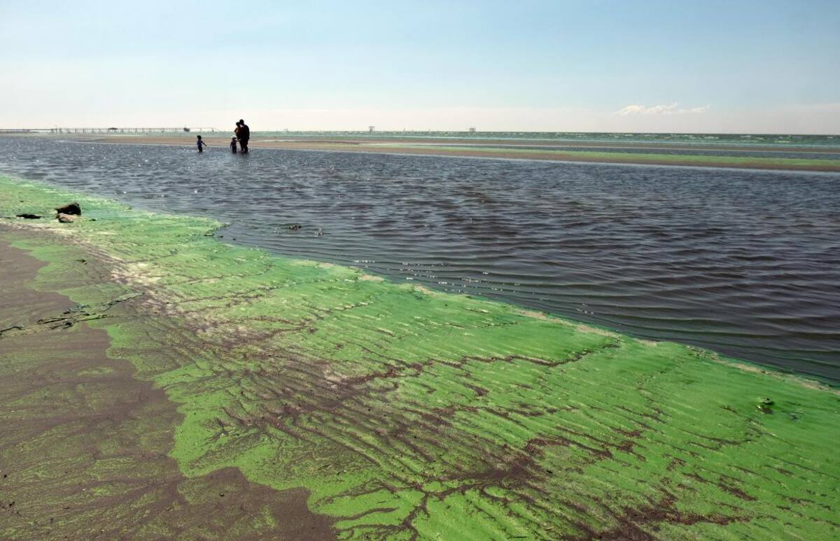 Cianobacterias en balnearios del Río de la Plata y lagunas bonaerenses. Foto: Télam